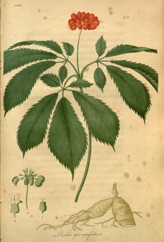Handkolorierte botanische Tafel einer Ginsengpflanze mit Blättern, roten Beeren und der Wurzel