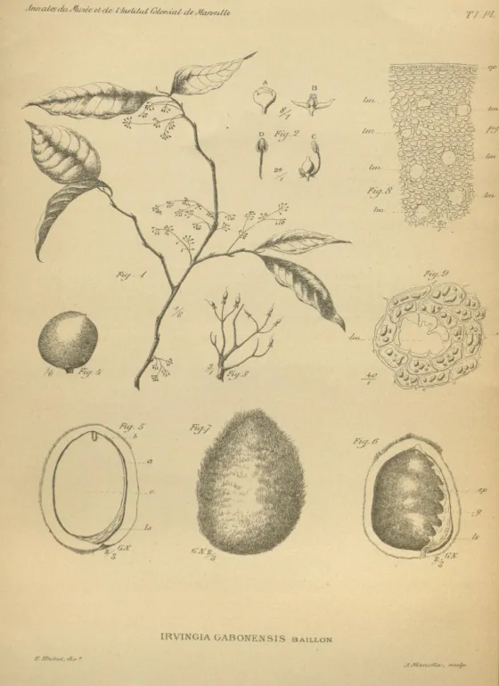 Botanische Tafel der Afrikanischen Mango Irvingia gabonensis mit Zweig, Frucht und Schnitten durch den Kern