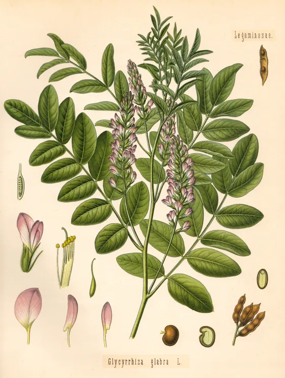 Botanische Tafel der Süßholzpflanze Glycyrrhiza glabra mit Blüten, Blättern, Hülsen und Samen